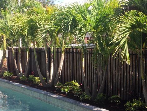 Palm Trees - Sarasota Landscaping Inc. Palms Around Pool, Windmill Palm Tree Around Pool, Palm Trees Around Pool, Pool With Palm Trees, Foxtail Palm Tree, Date Palms, Royal Palm Tree Landscape, Exterior Siding Options, Landscaping Along Fence