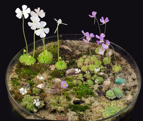 Pinguicula immaculata Ping Carnivorous Plant, Caribbean Garden, Carnivorous Plants Terrarium, Summer Court, Plants Terrarium, Bog Plants, Bog Garden, Plants Uk, Moss Plant