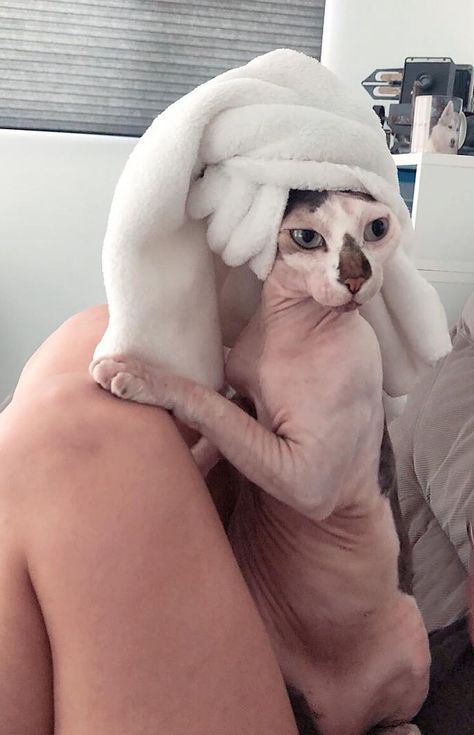 Baby Hairless Cat, Cute Hairless Cat, Hairless Cats, Burmese Cat, Sphinx Cat, Dream's Cat, Cat Reference, Hairless Cat, Free Day