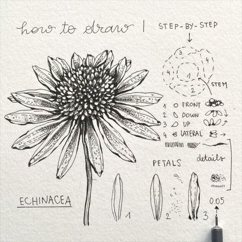 Echinacea Drawing, Botanical Sketchbook, Botanical Line Drawing, Flower Drawing Tutorials, Calligraphy Pen, Pen Art Drawings, Flower Art Drawing, Floral Drawing, Zentangle Drawings