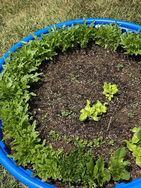 Square Foot Gardening | I uses my grandson’s old kiddy pool every year for my lettuce Kiddy Pool, Small Vegetable Gardens, Vegetable Gardens, Square Foot Gardening, Kiddie Pool, My Grandson, Vegetable Garden, Lettuce, It Works