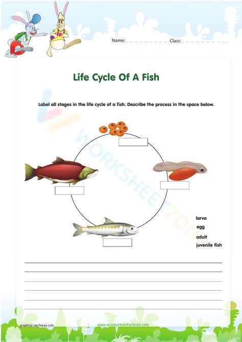 Activities For Third Graders, Grade 3 Science Worksheets, Human Ear Diagram, Fish Worksheet, Human Eye Diagram, Fish Life Cycle, Ear Diagram, Bird Life Cycle, 3rd Grade Science