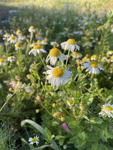 German Chamomile Chamomile Plant, German Chamomile, Pretty Plants, Spring Garden, Summer Garden, Herbal Remedies, Herbs, Money, Plants