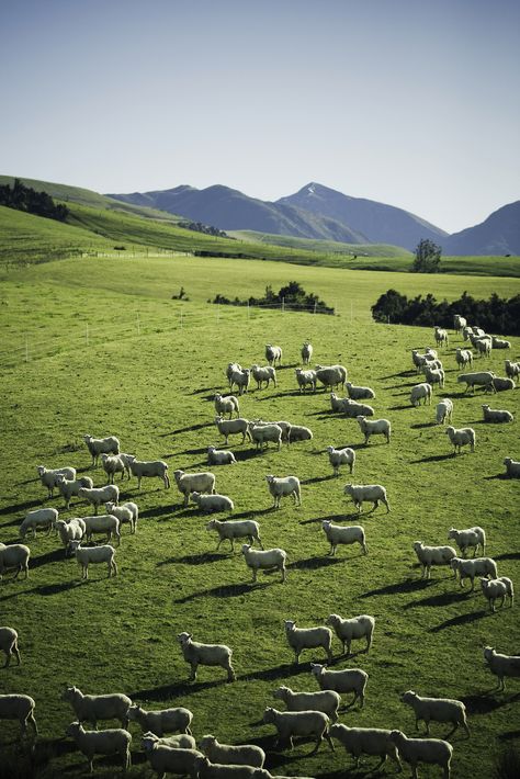 Wool New Zealand Farming, New Zealand Farm, Sheep Farming, New Zealand Sheep, Animal Action, Art Assignments, Sheep Farm, Green Pasture, Goat Farming