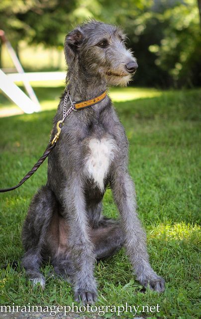 Scottish Deerhound puppy | Brie Burkhart Scottish Deerhound, Largest Dog, Irish Terrier, Irish Wolfhound, Large Dog Breeds, Hound Dog, Number 3, Whippet, Doberman