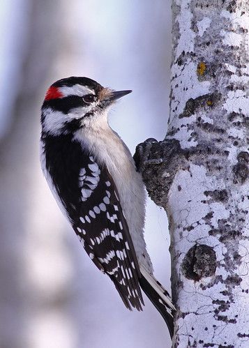 Downy Woodpecker, Bird Watcher, Backyard Birds, Bird Pictures, Exotic Birds, Pretty Birds, Birch Tree, Bird Photo, Watercolor Bird