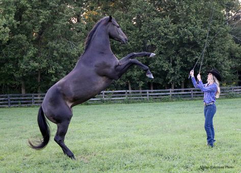 Cosequin Presents Aftercare Spotlight: Ozzie Is Stepping Out And Stepping Up With Liberty Training - Horse Racing News | Paulick Report Liberty Training Horses, Horse Liberty Training, Liberty Horse Training, Training Horses, Liberty Horse, Horse Liberty, Disney Camping, Running Marathon Training, Horse Story