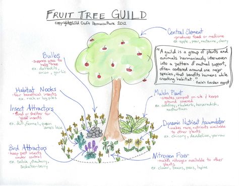 Design  The forest is accessed by passing between 2 beautiful while oaks on the north-west corner of the site. A path meanders through the ... Fruit Tree Guild, Tree Guild, Backyard Orchard, Food Forest Garden, Permaculture Design, Permaculture Gardening, Garden Plans, Edible Landscaping, Veg Garden