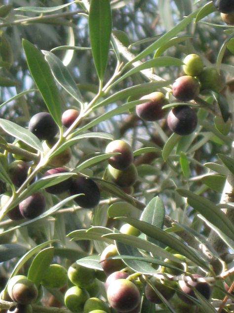 Arbequina Olive Fruit -- Unusual Fruits Should Be Grown More! Olive Tree Indoor, Unusual Fruits, Arbequina Olive Tree, Olive Oil Store, Growing Olive Trees, Fruit Bearing Trees, Tree Indoor, Olive Recipes, Tropical Background