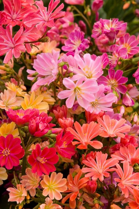 LEWISIA Cotyledon-Hybr. Galaxy Mix Great In Container | Etsy Lewisia Cotyledon, Monrovia Plants, Plant Catalogs, Rock Gardens, American Continent, Exterior Ideas, Lewis And Clark, Landscape Ideas, Garden Seeds