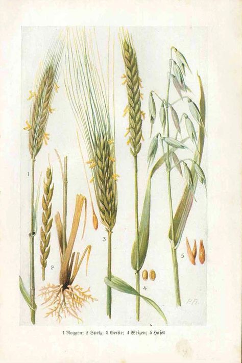 Explore the charm of early 1900s agriculture with this captivating chromolithograph featuring five key grains: rye, spelt, barley, wheat, and oats. This original antique print, with its subtle signs of age, offers a glimpse into the past. The image measures 17.5 by 11 centimeters, while the page size is 22 by 14 centimeters, making it a perfect piece for collectors and history enthusiasts alike. Autumn Botanical Illustration, Rye Plant, Pattern Moodboard, Barley Plant, Wheat Art, Wheat Plant, Oil Pasta, Inspiration Artwork, Fairy Flowers