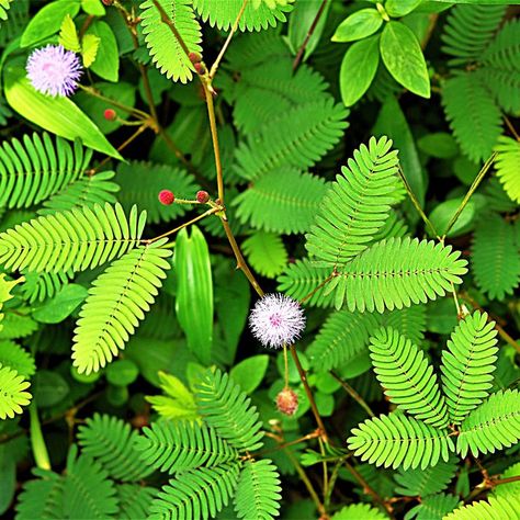 Ambulance Video, Touch Me Not Plant, Mimosa Plant, Facilitated Diffusion, Medicinal Wild Plants, Moving Plants, Mimosa Pudica, Green Journal, Summer Nostalgia