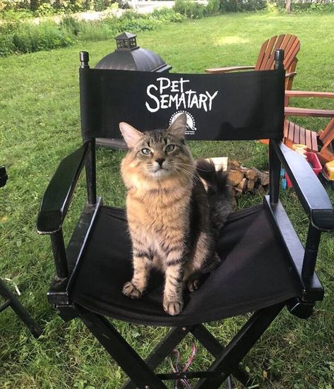 Stephen King’s Pet Sematary Remake Had Cats From Shelters Who Were Trained To Become Cat Actors | Bored Panda Steven King, Church Images, Stephen King Books, Pet Sematary, Horror Novel, Cuddly Animals, Millet, The Shining, Cat Rescue