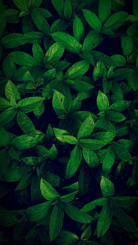 Black Leaf Wallpaper, Green Leaf Aesthetic, Leaf Backdrop, Angel's Last Mission, Green Leaf Wallpaper, Dark Green Wallpaper, 4k Pictures, Template Background, Amoled Wallpapers