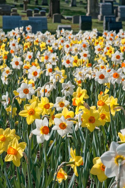 Narcissus Flower, Amaryllis Bulbs, Daffodil Bulbs, Yellow Daffodils, Spring Flowering Bulbs, Daffodil Flower, Beautiful Yards, Spring Bulbs, Fall Plants