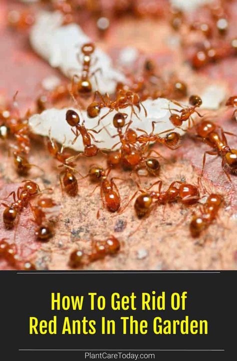 Should you get rid of red ants in the garden? These small critters help remove organic waste, assist in keeping the soil aerated, and even kill some pests. But, they are not always the heroes. [MORE] Kill Red Ants Outside, Red Ant Killer Homemade, How To Get Rid Of Red Ants In The Yard, Red Ants How To Get Rid Of, Fire Ant Killer Homemade, Get Rid Of Red Ants, Ants In Garden, Homemade Ant Killer, Big Ant