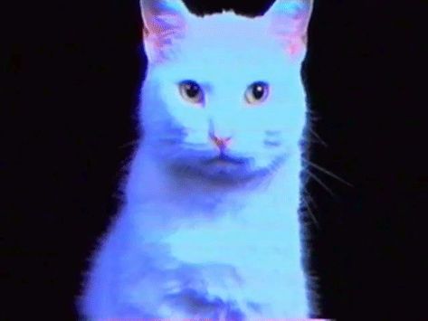 Glitch Gif, Weird Core, Neon Cat, Older Cats, Kitty Images, Healthy Cat, Dancing Gif, Nocturnal Animals, Ragdoll Kitten