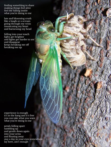 Cicada Shell, Listen To The Song, Amazing Animal Pictures, Insect Collection, Cool Bugs, Bug Art, Beautiful Bugs, Arthropods, Pretty Animals