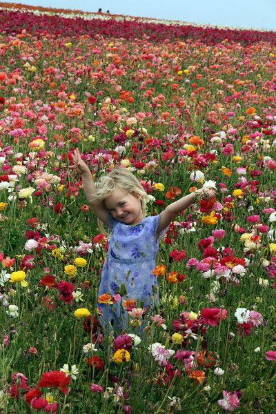 Carlsbad Flower Fields, Child in Ranunculus Field Holland Amsterdam, Carlsbad Flower Fields, Keukenhof Gardens, Dutch Tulip, Wild Flower Meadow, Milestone Pictures, Ranunculus Flowers, Flower Photoshoot