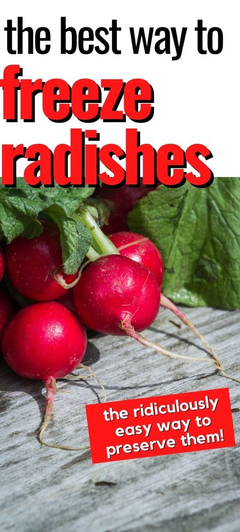 Can You Freeze Radishes, How To Preserve Radishes, Radish Preserving, Canning Radishes, Preserving Radishes, Preserve Radishes, Freeze Radishes, Recipes With Radishes, Homestead Storage