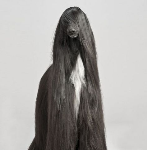 17 Animals That Have Luscious Hair - This Afghan hound is G-O-R-G-E-O-U-S. Paris Hilton would be jealous. Majestic Hair, Hair Meme, Beautiful Dog Breeds, Long Haired Dogs, Hilarious Stuff, Animals Amazing, Luscious Hair, Funny Animal Quotes, Afghan Hound