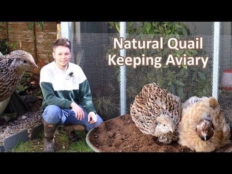 Natural Quail Keeping Aviary - YouTube Natural Quail Habitat, Quail Pen Ideas, Quail Keeping, Keeping Quail, Quail Pen, Quail Coop, Pen Ideas, Backyard Projects, Coop