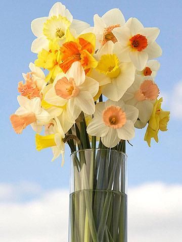 Planting Ideas Outdoor, Daffodil Bouquet, Small Wedding Bouquets, Planting Ideas, Yellow Daffodils, Daffodil Flower, Spring Landscape, Easy Garden, Flower Field