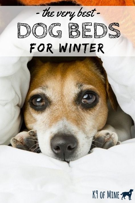 The Six Best Dog Beds For Winter - Make sure your pooch stays toasty this winter with these heated dog beds, feat. non-electric heating elements that trap your dog's own body heat to keep them warm, as well as electric-powered heating beds. #dogbeds #winter #keepdogswarm #cozycanines #dogcare #petcare Heated Dog Bed, Diy Beds, Dogs Products, Dog Illnesses, Dog Bedding, Dog Skin Care, Pallet Dog Beds, Winter Care, Outside Dogs