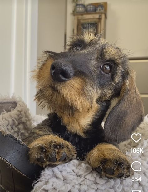 Wired Hair Dachshund, Wirehaired Dachshund Puppy, Doxie Puppies, Dachshund Breed, Dog Day Afternoon, Wire Haired Dachshund, Really Cute Dogs, Dachshund Puppies, Dachshund Love