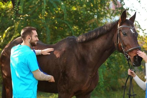 A potential horse owner has a horse checked by a veterinarian before deciding the horse is fit to bring home. Deer Creek, Horse Owner, The Arrival, Deer, Horses, The Incredibles, Animals