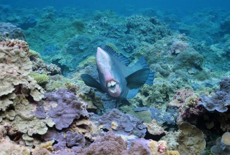 Dr. Sylvia Earle Names Palmyra Atoll a ‘Hope Spot’ for the World’s Ocean - Mission Blue Palmyra Atoll, Sylvia Earle, Coral Reef Ecosystem, Coral Garden, Reef Shark, Marine Ecosystem, Google Street View, Marine Environment, Exotic Fish