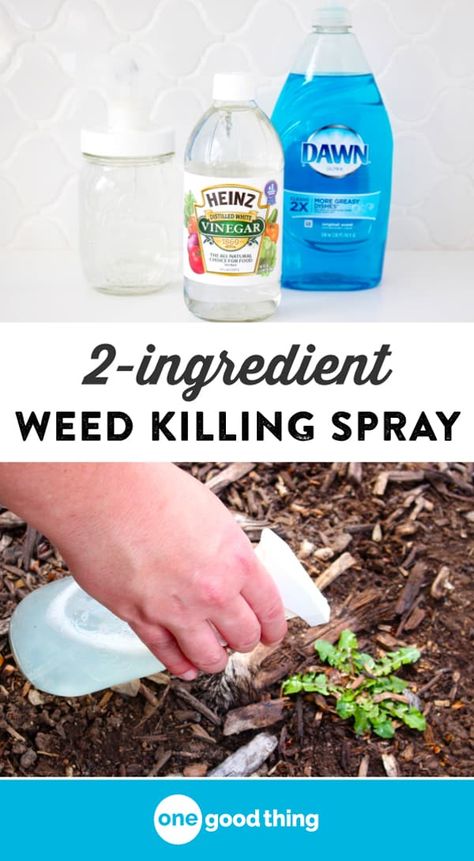 Vinegar For Weeds, Kill Weeds With Vinegar, Killing Weeds, Lawn Pests, Garden Bugs, Useful Things, Garden Pest Control, Garden Pests, Easy Garden