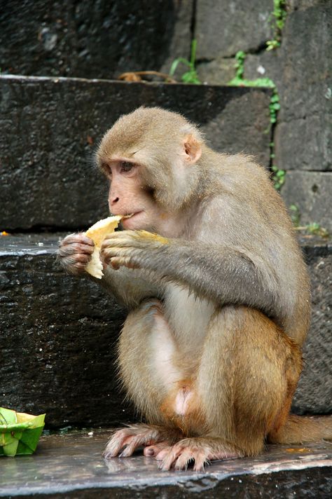 Monkey at Pashupatinath Temple. Kathmandu_ Nepal Nepal Places, Different Types Of Monkeys, Namaste Nepal, Pashupatinath Temple, Monkey Sitting, Monkey Species, Types Of Monkeys, Sitting Pose, Albino Animals