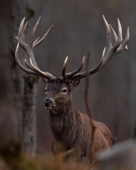 Wild Goat, Elk Pictures, Deer Photos, Wild Animals Photos, Deer Illustration, Deer Tattoo, Wild Animals Pictures, Wild Kingdom, British Wildlife