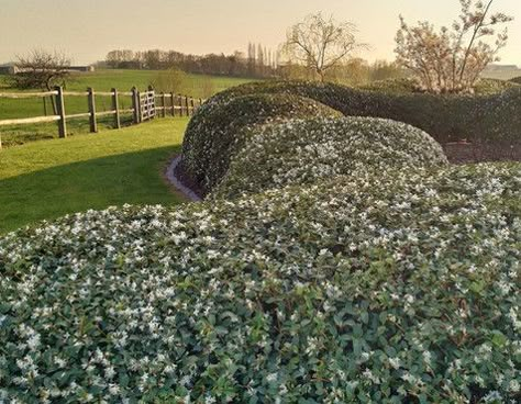 Osmanthus Burkwoodii, Amelanchier Lamarckii, Gravel Garden, Garden Architecture, Garden Pool, Garden Trees, Garden Gates, Less Is More, Hedges