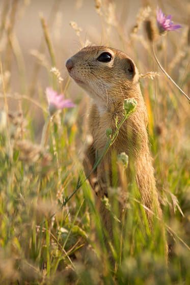 European Ground Squirrel (Spermophilus citellus) / Ecureuil terrestre d'Europe / Image by Hristo Peshev from 500px Ground Squirrel, Kingdom Animalia, Food Web, Animal Species, Rodents, Reptiles, Animals