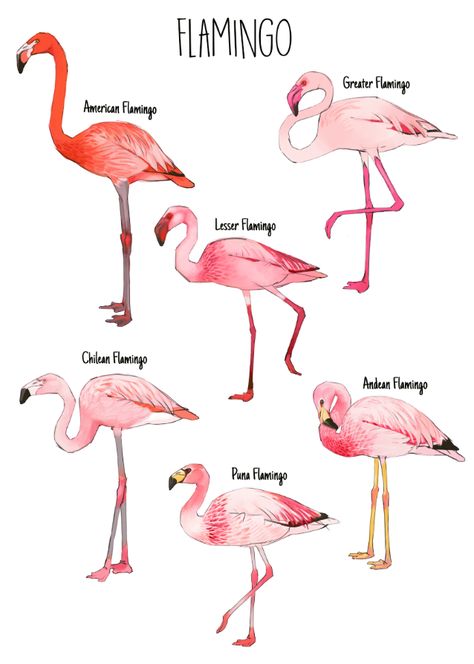 Greater Flamingo, Flamingo Pictures, Art Exploration, Flamingo Jewelry, Flamingo Painting, Funny Flamingo, Flamingo Bird, Flamingo Christmas, Flamingo Art