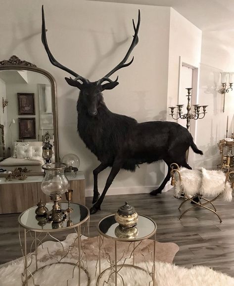 Black Deer Taxidermy, Taxidermy Birds Display, Mythical Taxidermy, Cool Taxidermy, Horse Taxidermy, Goth Taxidermy, Taxidermy Decor Living Room, Rabbit Taxidermy, Taxidermy Tattoo