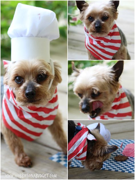 henry collage Chef Costume, Dog Box, Chicken Treats, Dog Treats Homemade Recipes, Chefs Hat, Dog Hat, Puppy Care, Homemade Dog, Baby Puppies