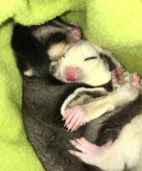 Snuggles Sugar Glider Care, Sugar Glider Baby, Sugar Glider Pet, Sugar Glider Cage, Cutest Animals On Earth, Sugar Bears, Sugar Gliders, Images Kawaii, Sugar Glider