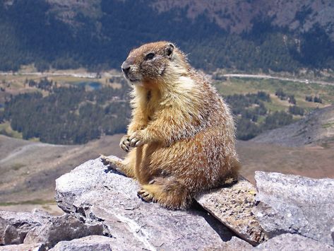 Pregnant Animals, Animals That Hibernate, Hunting Lifestyle, Orvis Fly Fishing, Human Environment, Ground Squirrel, Calm Mind, Fly Fishing Gear, Healthy Heart