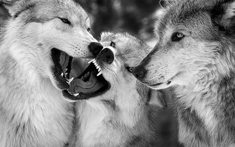 Best Wallpapers Of Wolf - Wolf-Wallpapers.Pro Wallpapers Wolf, Iphone Wallpaper Wolf, Wolf Background, Snow Wolf, Wolf Images, Wild Animals Pictures, Wolf Photos, Wolf Wallpaper, Wolf Love