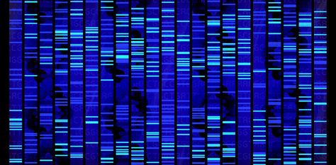 DNA databases: Do you own your own genetic data? The future of genomic databases is almost here, and now is the time to figure out how we are going to allow this information to be used. Dna Facts, Dna Jewelry, Genome Sequencing, Genetic Algorithm, Dna Sequence, Human Genome, Human Dna, Personalized Medicine, Genetic Testing