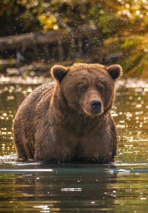 Grizzly Bear Aesthetic, Brown Bear Aesthetic, Bear Therian, Black Bear Decor, Bear Aesthetic, Grizzly Bears, Story Aesthetic, Animal Reference, Bear Hugs