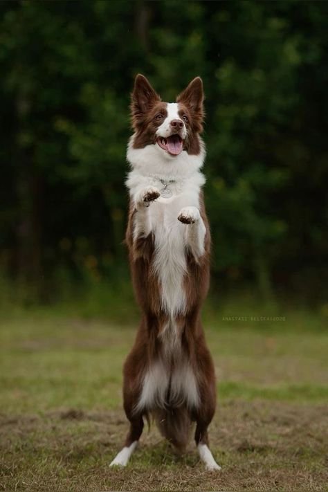 Dynamic Dog Poses, Border Collie Pictures, Red Border Collie, Herding Dogs Breeds, Collie Breeds, Fit Dogs, Border Collie Puppies, Dog Poses, Young Forever