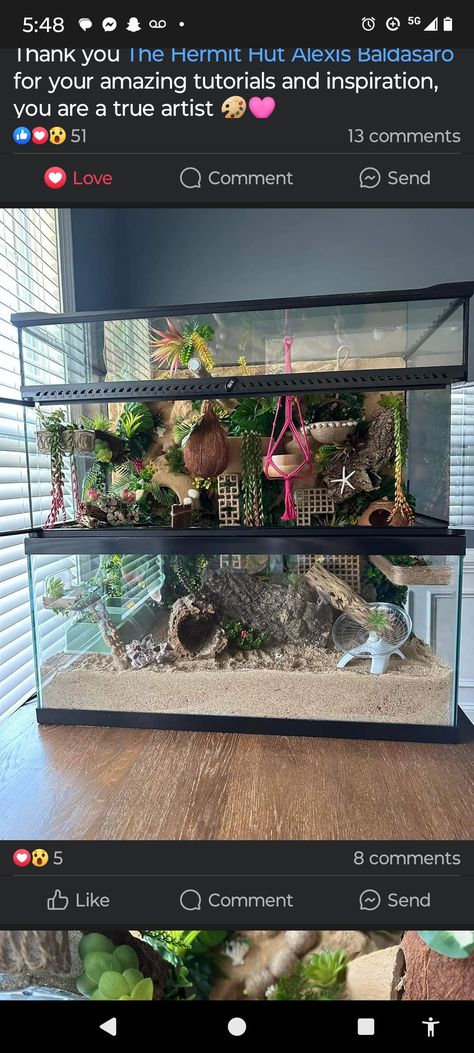 Pet Crab Tanks, Hermit Crab Setup, Hermit Crab Enclosure Ideas, Hermit Crab Tank Setup, Crabitat Ideas Diy Hermit Crab Habitat, Snake Shed Crafts, Diy Hermit Crab Habitat, Reptile Room Setup, Hermit Crab Tank Ideas