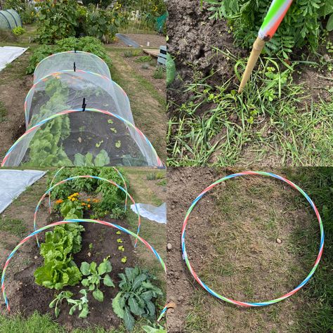 Hula Hoop Garden Cover, Hoop Garden, Garden Cloches, Backyard Homesteading, Gardening Knowledge, Root Cellars, Garden Cloche, Garden Cover, Bamboo Canes