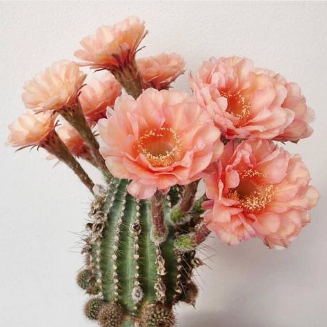 Sandra Begotka (@sandrabegotka) • Instagram photos and videos Kinds Of Cactus, Kaktus Dan Sukulen, Flowering Succulents, Cactus Care, Indoor Cactus, Decoration Plante, Cactus Art, Cactus Flowers, Giant Flowers