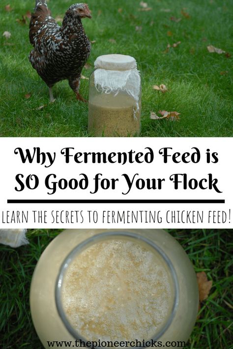 Fermenting Chicken Feed How To Make, Raising Mealworms For Chickens, Chicken Food In Coop, 4h Chicken Project, Organic Chicken Feed Recipe, Aesthetic Chicken Coop, Chicken Feed Recipe, Fermented Chicken Feed, Chicken Feed Diy