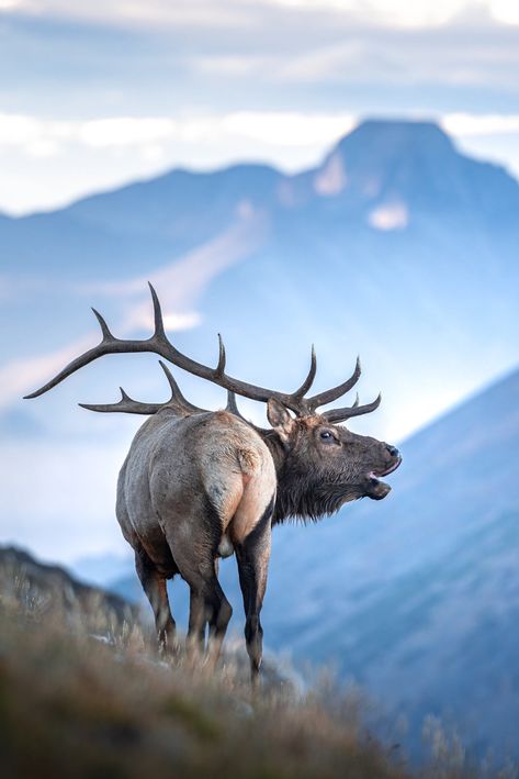 Colorado bull elk bugles below Longs peak Elk Images, Elk Pictures, Elk Photo, Big Deer, Wild Animals Photography, North American Wildlife, Bull Elk, Hunting Deer, Hunting Life